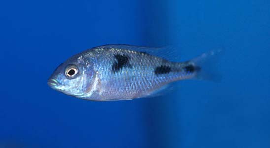 Trematocranus placodon juvenile