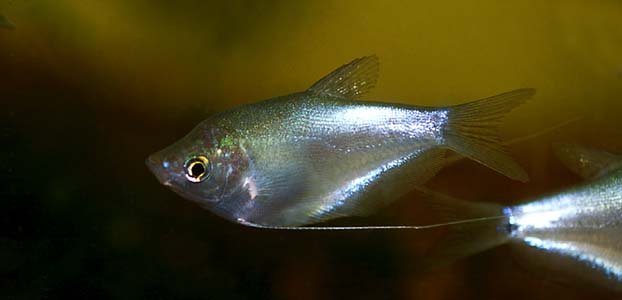 Trichogaster microlepis juvenile