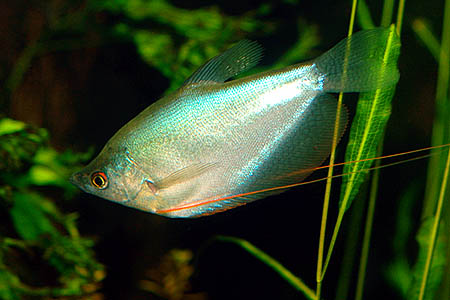 Trichogaster microlepis adult