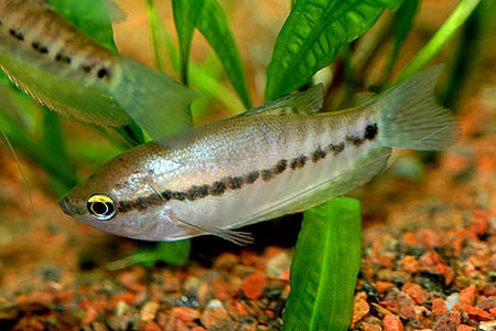 Trichogaster pectoralis juvenile