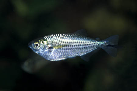 Triportheus angulatus