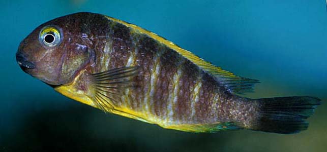 Tropheus brichardi