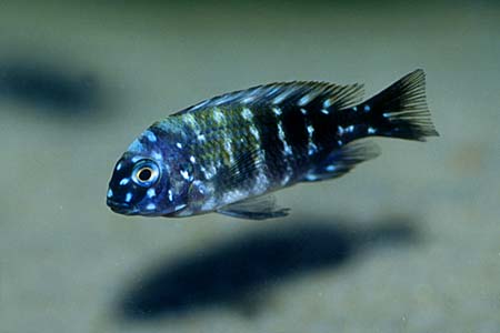 Tropheus duboisi juvenile