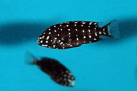 Tropheus duboisi juvenile