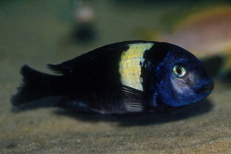Tropheus duboisi adult