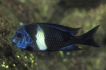 Tropheus duboisi adult