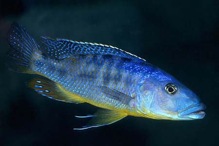 Tyrannochromis macrostoma adult male