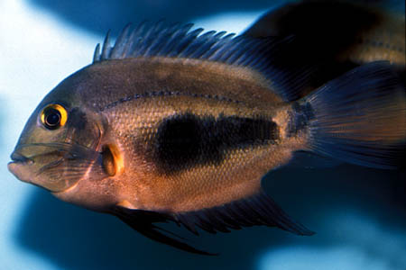 Uaru (Uaru amphiacanthoides)