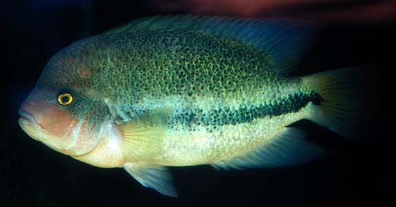 Vieja fenestrata
