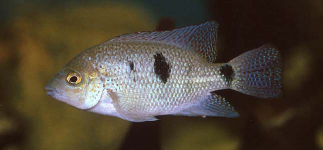 Vieja regani juvenile