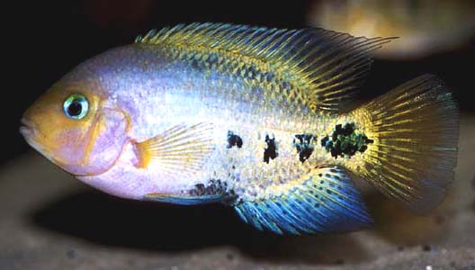Vieja synspila juvenile