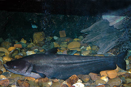 Wallago leerii subadult