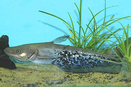 Wallago leerii juvenile