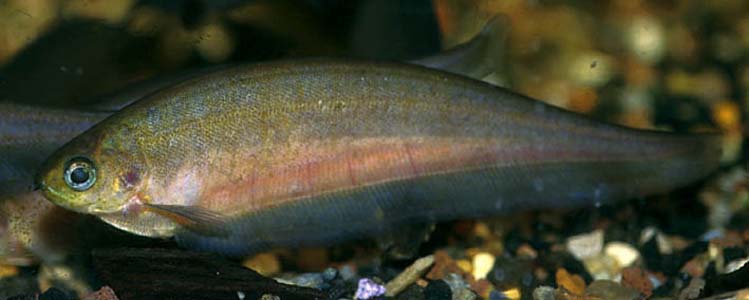 Xenomystus nigri