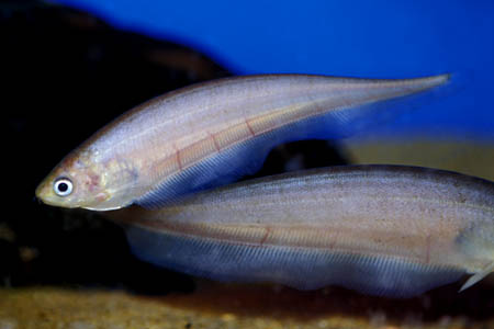 Xenomystus nigri