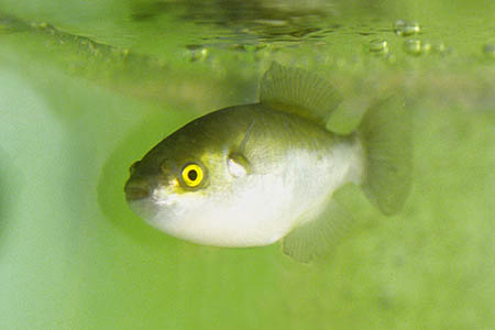 Xenopterus naritus