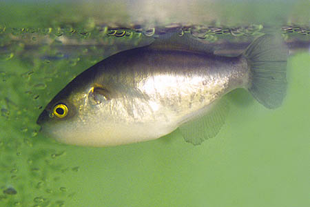 Xenopterus naritus