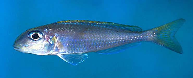 Xenotilapia flavipinnis