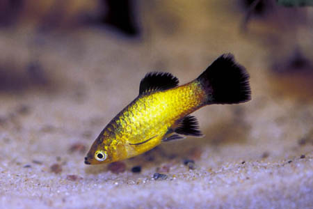 Xiphophorus maculatus female