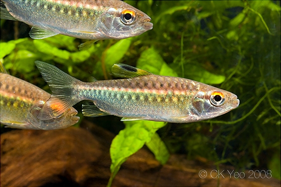 Young, newly-imported specimen...