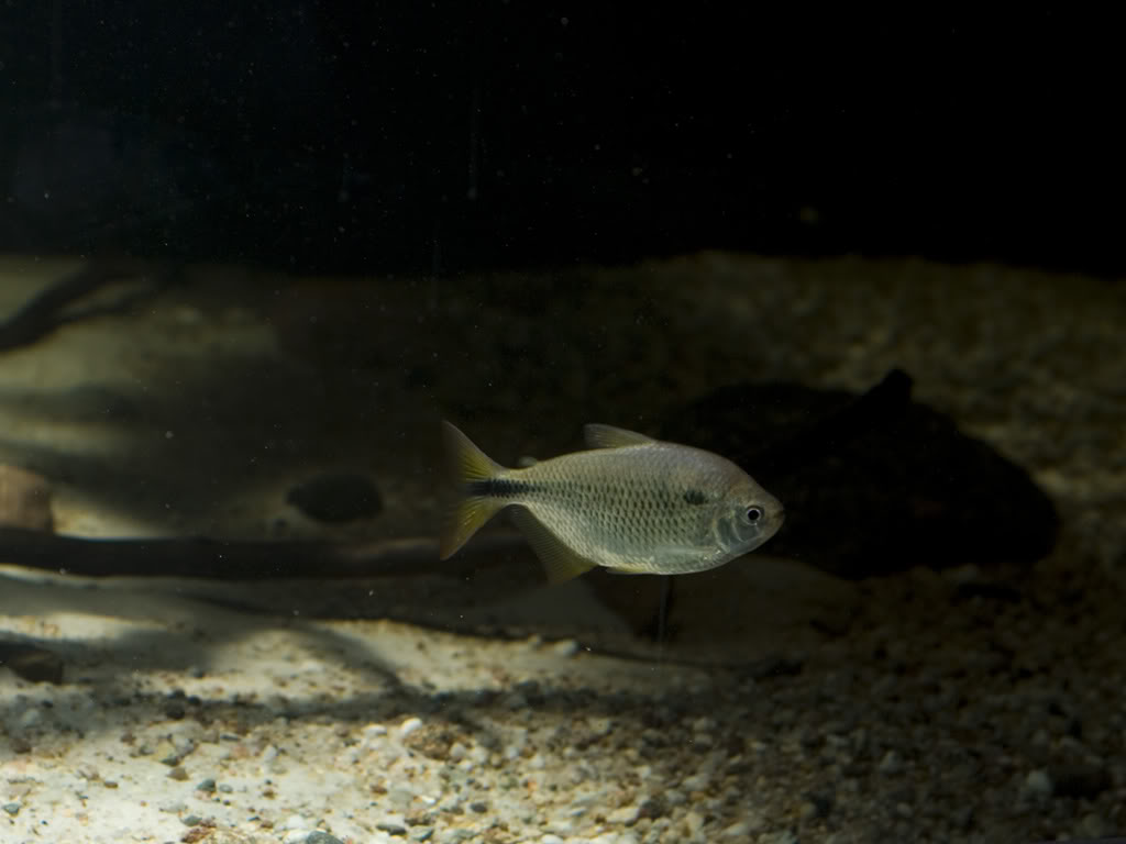 Subadult specimen.