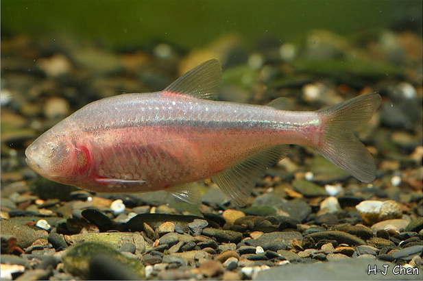 The blind form of A. mexicanus retains the ability to interbreed freely with...