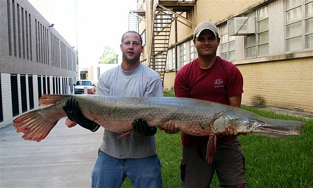 A two metre adult specimen caught as part of a research project in the Brazos River, Texas, United States.