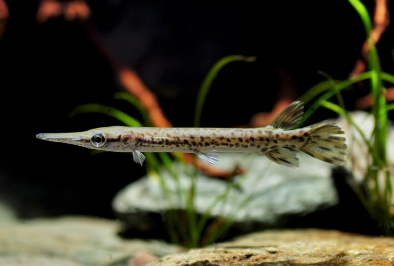 Juvenile specimen.