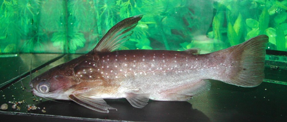 Male specimen.
