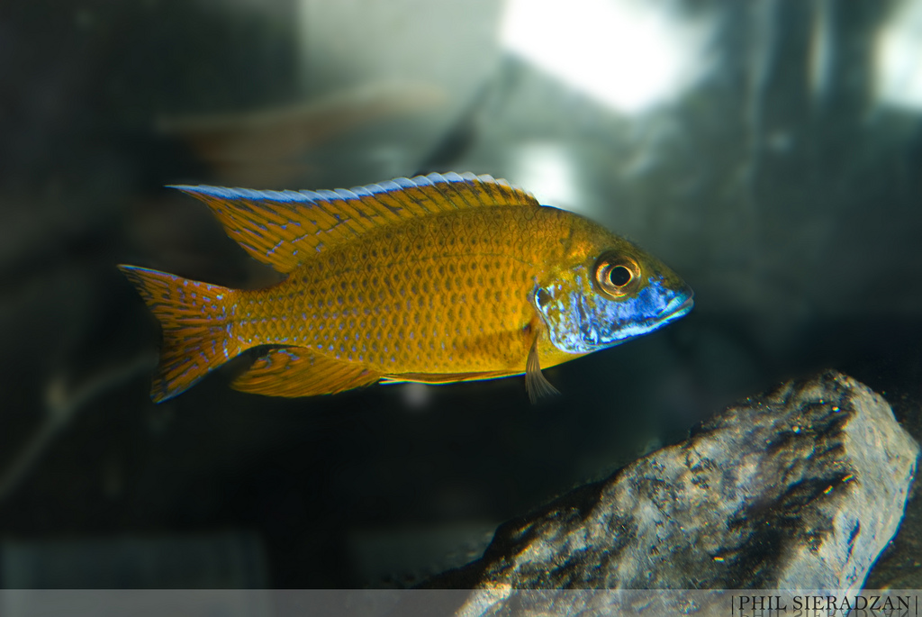 Adult male specimen from Benga.