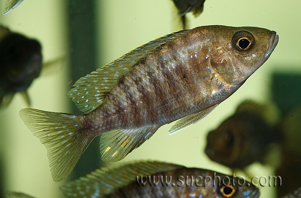 Adult female; population unspecified.