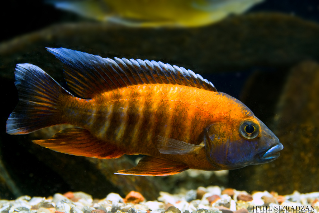 Adult male specimen from Otter Point.