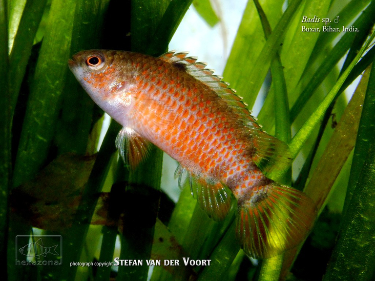 Live adult male of B. sp. 'Buxar' in the aquarium.
