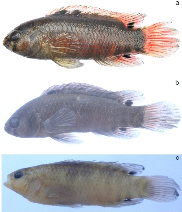 Uncatalogued (a) and two paratypes (b and c) of B. singenensis.