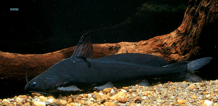 This species is rare in the aquarium trade.