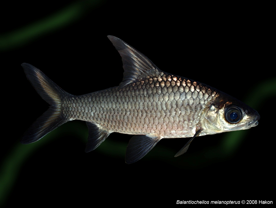 Young adult specimen.
