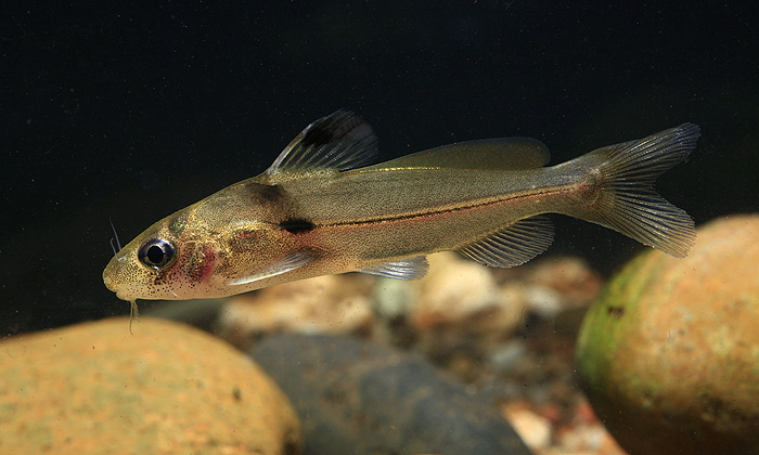 Specimen from the portion of the Ataran River located in Thailand, where it's known as the Kasat...