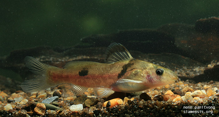 Adult specimen from southern Thailand.