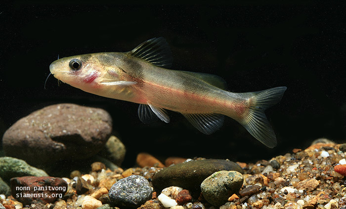 This species is poorly known in the aquarium hobby.