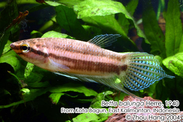Adult male collected close to Bagun, Kalimantan Timur (East Kalimantan), Indonesia, Borneo.