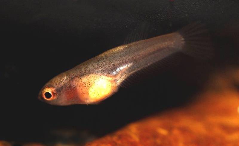 Young specimen at a few weeks of age.