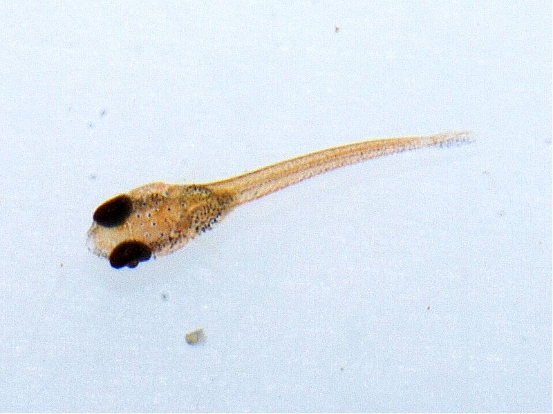 Free-swimming fry.