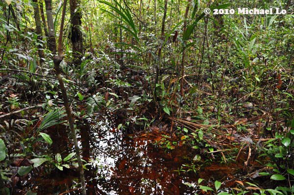 Peat swamp habitat of B. brownorum in Sarawak, Borneo.