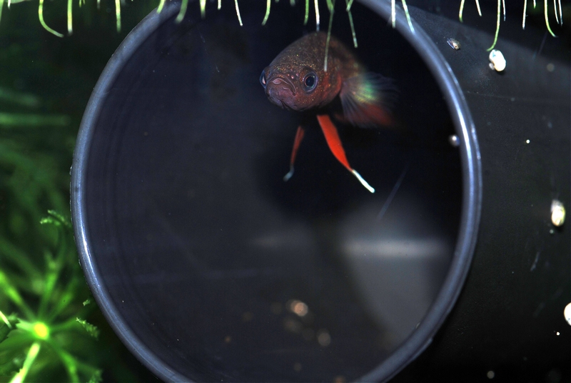 The same male as in the previous image guarding his nest.