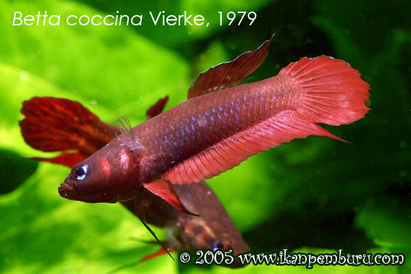 Adult male displaying; aggressive colour pattern.