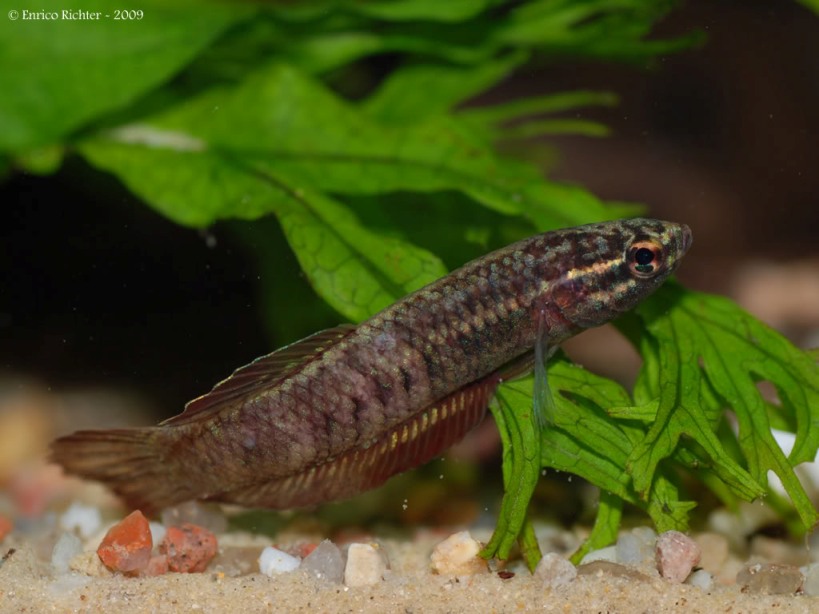 Adult male of an unspecified population; neutral patterning, slightly stressed.