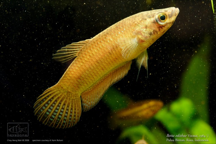 Wild-collected male specimen from Bintan Island, Indonesia.