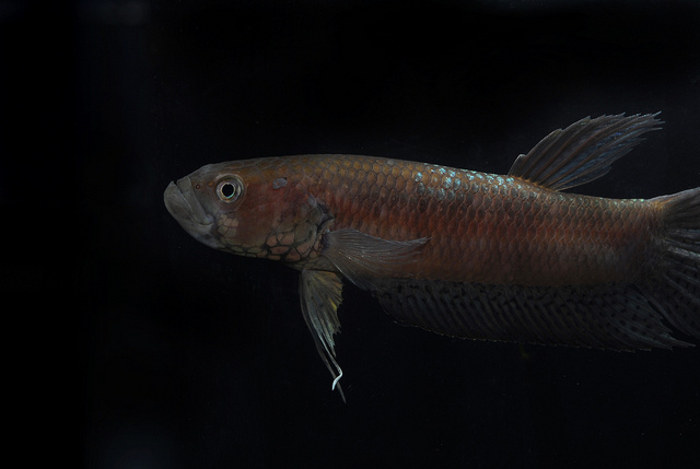 Adult male specimen.