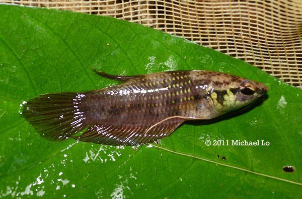 Freshly-collected wild male.