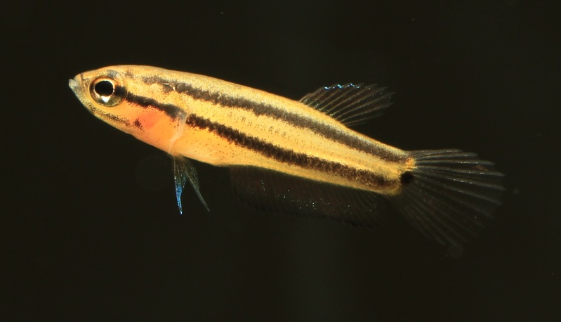 Juvenile at a few weeks of age, measuring 20 mm TL.